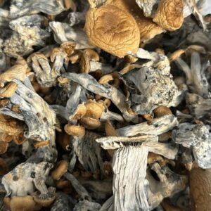 Hill Billy Magic Mushroom