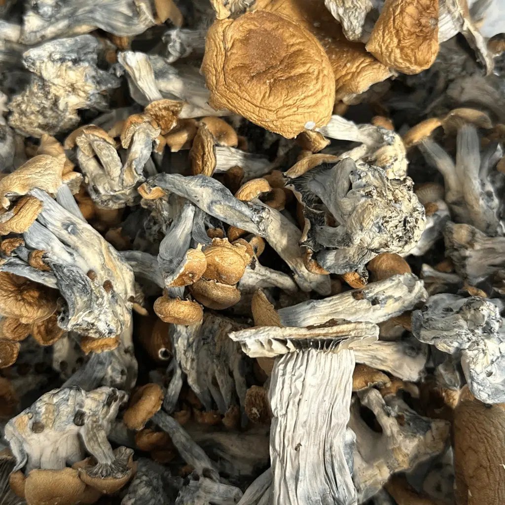 Hill Billy Magic Mushroom