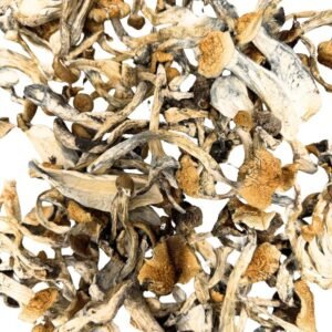 Golden Teacher Magic Mushroom