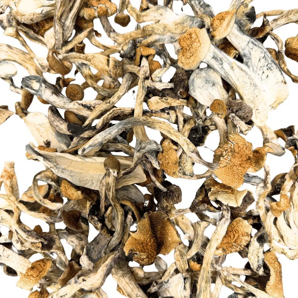 Golden Teacher Magic Mushroom