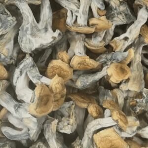 White Billy Magic Mushroom